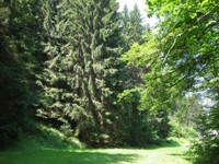 51-Wald & Wiesen-1.jpg