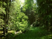 52-Wald & Wiesen-2.jpg